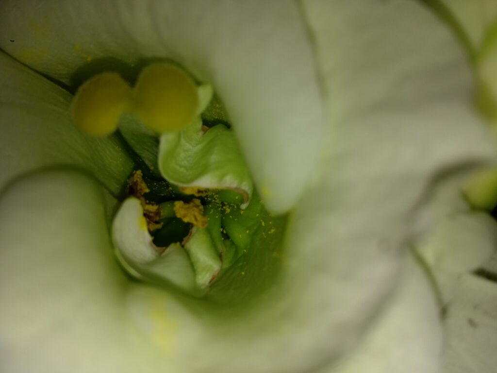 luistervaardigheid Groen